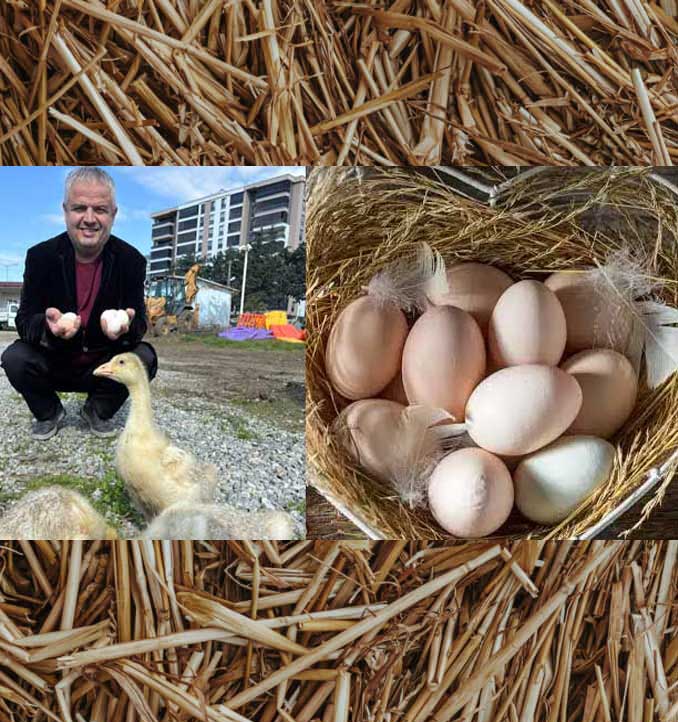 Gezen Tavuk Yumurtası